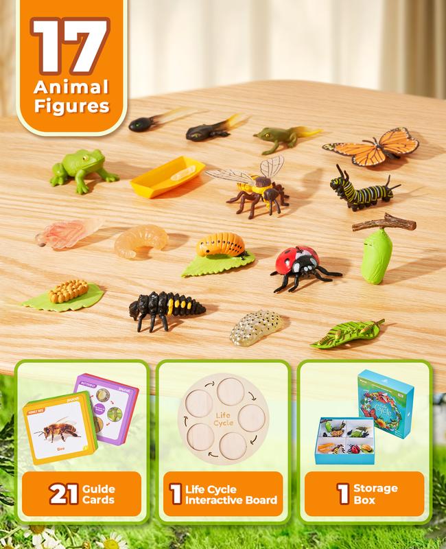 JoyCat Life Cycle Learning Education Toys, Insect Caterpillar to Butterfly kit, Bee, Tadpole to Frog Kit Life Cycle Toy, Preschool Learning Activities